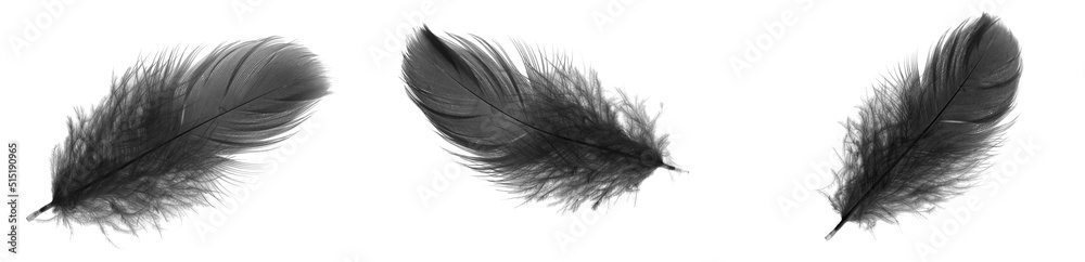 Wall mural black goose feathers on a white isolated background