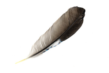 gray bird feather on the white isolated background