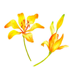 Lilies are orange, Watercolor illustration with orange lilies on an isolated background, Flowers, Botanical illustration.
