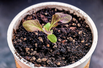 A tiny red oak leaf lettuce seedling growing in a white container.