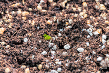 A marijuana seedling fresh through the ground.
