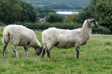 Obraz premium British Lamb