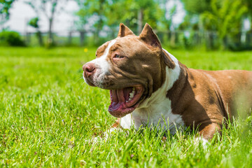 Chocolate color American Bully dog is on green grass