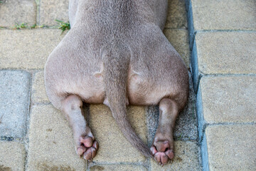 Naklejka premium Dog paws, back view. Lilac color American Bully puppy dog lying on yard