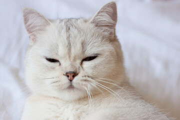 the cat is lying on a white blanket
