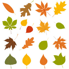 Fototapeta premium autumn leaves on white background set vector