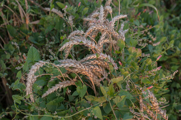 A field weed, a creeper in the field entwines an ear of wheat
