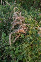 Field weed, bindweed in a field among wheat ears, weeds entangle wheat, problems in agriculture