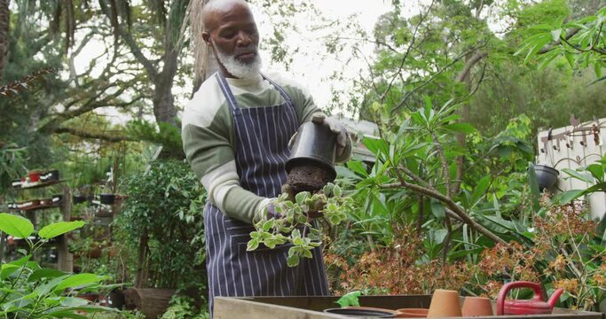 Happy senior african american man holding flowerpot and potting up plant in garden