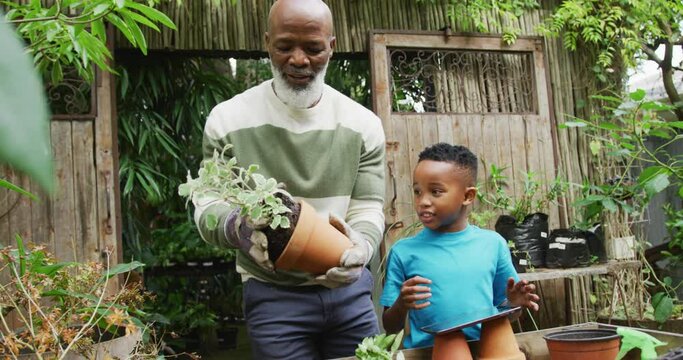 Happy senior african american man with his grandson potting up plants and using tablet in garden
