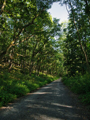 Fototapeta na wymiar Gemütlicher Wald Wanderweg zwischen verkrüppelten Eichen im Sonnenschein im Frühling oder Sommer