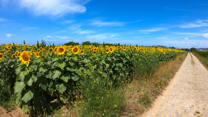 Cobblestone road located in Carreco, Portugal. Stone-paved road in the sunflower field. Large...