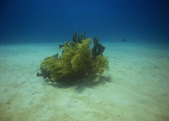 coral reef in the caribbean sea