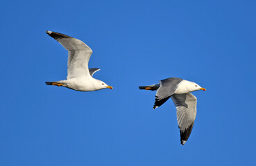 Mittelmeermöwe (Flugstudie) // Yellow-legged gull (Larus michahellis) - Axios Delta, Griechenland