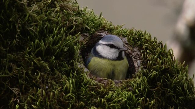 blue tit building a nest in a tree