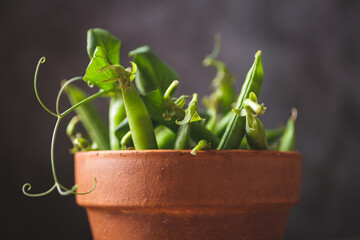 Fresh green peas with leaves in a clay pot close up