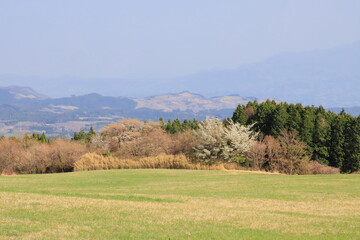 Obraz premium 春の草原