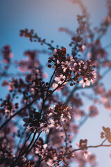 Beautiful pink flowers blooming during spring day. Cherry blossom tree against blue bright sky