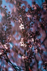 Delicate pink, soft flowers blossoming during spring day. Cherry blossom, sakura season