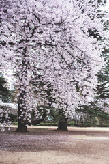 Spring Cherry blossoms in Tokyo, Japan