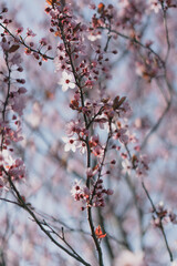 Cherry blossom blooming. Close up of beautiful pink flowers blooming during spring. 