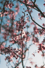 Sakura cherry blossom in spring. Pink, romantic flowers blooming against blue morning sky. 