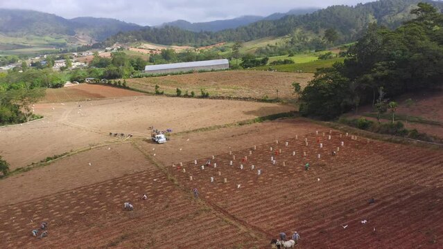 Aerial View Of Farmers During Harvesting Season At Potato Farm Near Constanza, Dominican Republic.