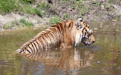 Fototapeta na wymiar Amour tiger in the water, cooling down or playing