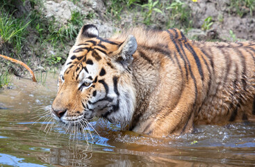 Fototapeta na wymiar Amour tiger in the water, cooling down or playing