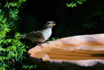young sparrow at the birdbath,junger sperling an der vogeltränke