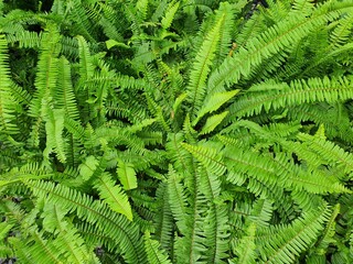 Nephrolepis cordifolia is a rhizome with brown hairs covering lanceolate leaves. The spores under the leaves are arranged in a single row along the edge of the leaf, popularly planted as an ornamental