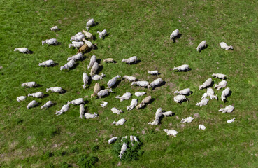 Fototapeta na wymiar aerial view of a herd of cattle on pastures