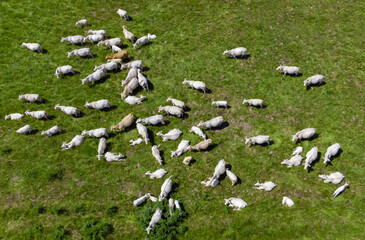 Fototapeta na wymiar an aerial view of a herd of cows on pastures