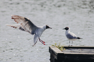 Seagull flying in to land