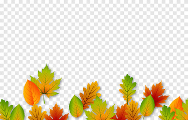 Fototapeta na wymiar Vector leaves on an isolated transparent background. Autumn, leaves lie on the ground. Leaves png.