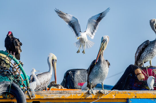 pelicans on a boat and seagull in background - Paracas, Peru