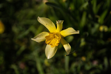 Yellow flower close-up on a green grass background.