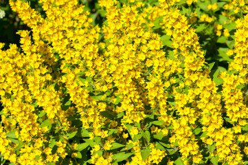 The yellow perennial verbena plant grows on the lawns of the city