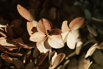 Dried hydrangea petals in sunlight close up. Beautiful dry flowers on black background. Stylish poster, soft focus