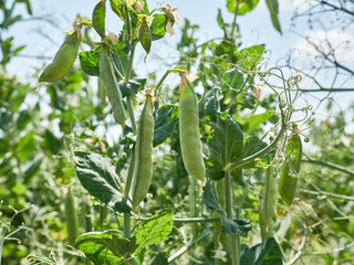 Pea pods are ripening in the garden. Growing peas.