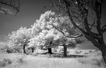 Infrared Photography