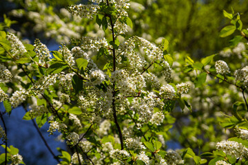 Blooming apple tree. White flowers on a tree branch. A sunny summer day.