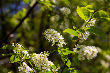 Blooming apple tree. White flowers on a tree branch. A sunny summer day.