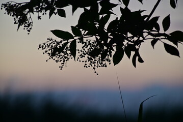 Silhouette of an elderberry branch against a colouful blurred background