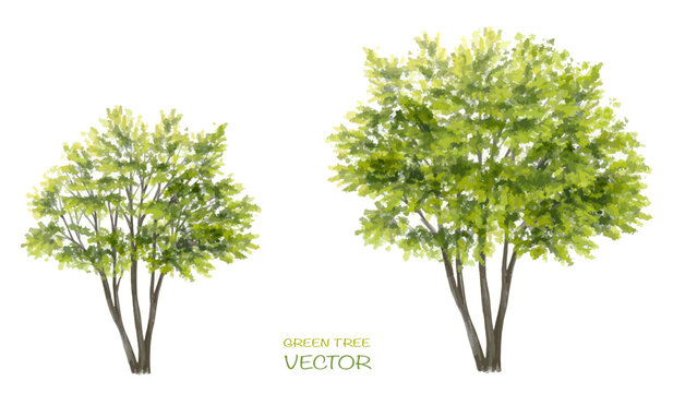 Vector watercolor of tree side view isolated on white background for landscape  and architecture drawing, elements for environment and garden,botanical for section 