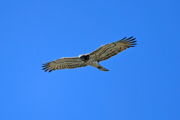 Schlangenadler // Short-toed snake eagle (Circaetus gallicus) - Peloponnes, Griechenland