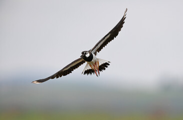 Northern lapwing // Kiebitz (Vanellus vanellus) 