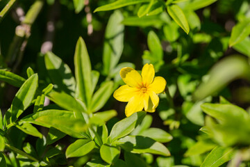 Primrose Jasmine or Jasminum mesnyi, bright yellow flowers, close up