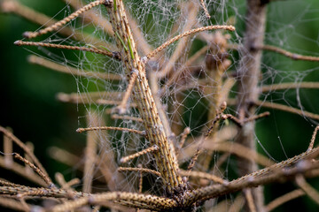 Drops on the plants in Carpathian forest