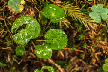 Drops on the plants in Carpathian forest